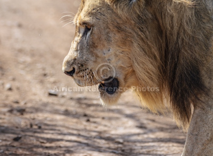Lion Male, Close View