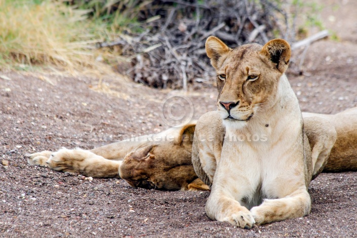 Lioness Pair