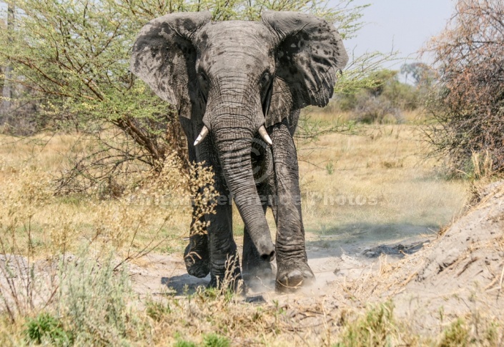 African Elephant Reference Photo