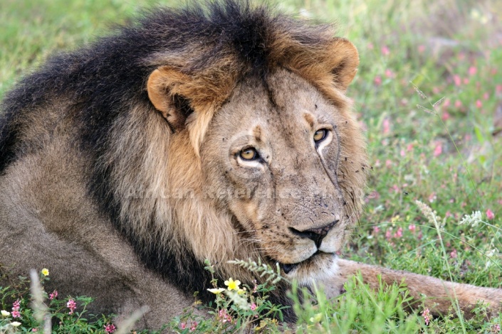 Male Lion