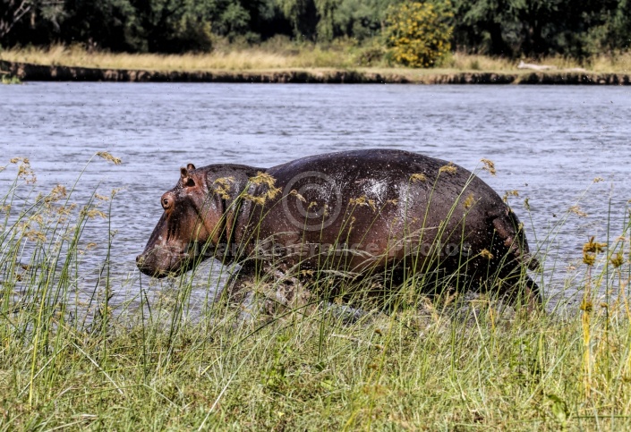 Hippo on River Bank