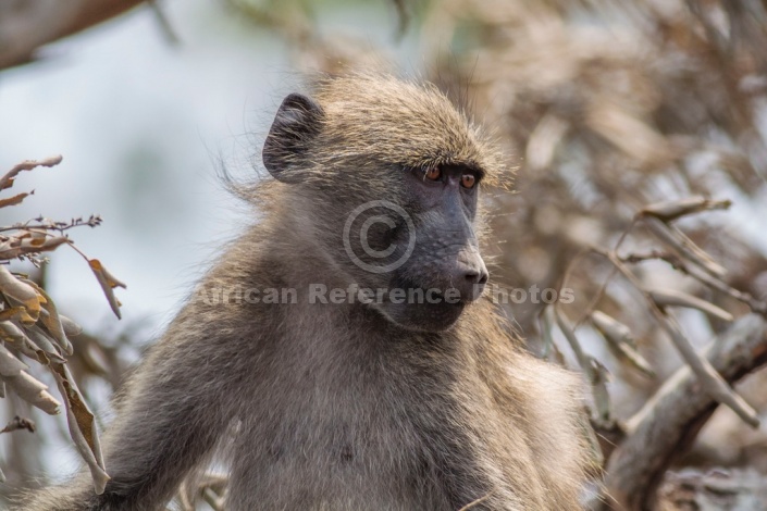 Chacma Baboon