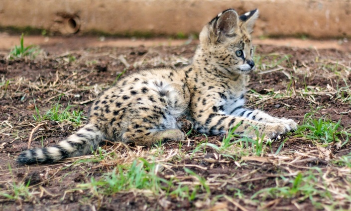 Serval Kitten Lying, side-on view