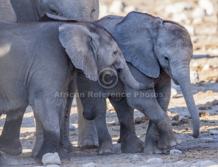 Affectionate Baby Elephants