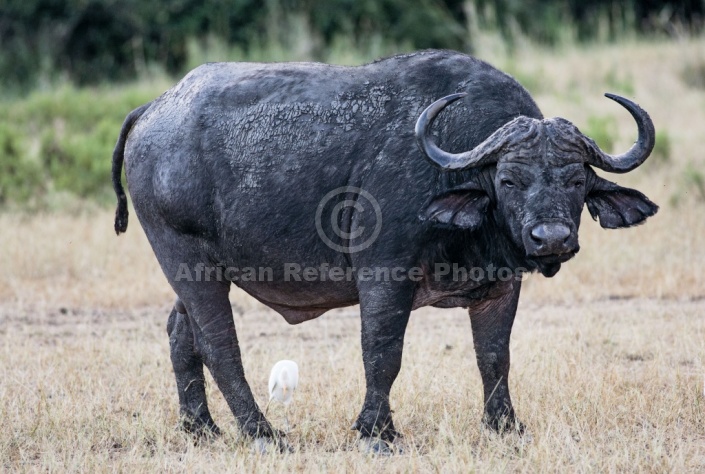 African Buffalo