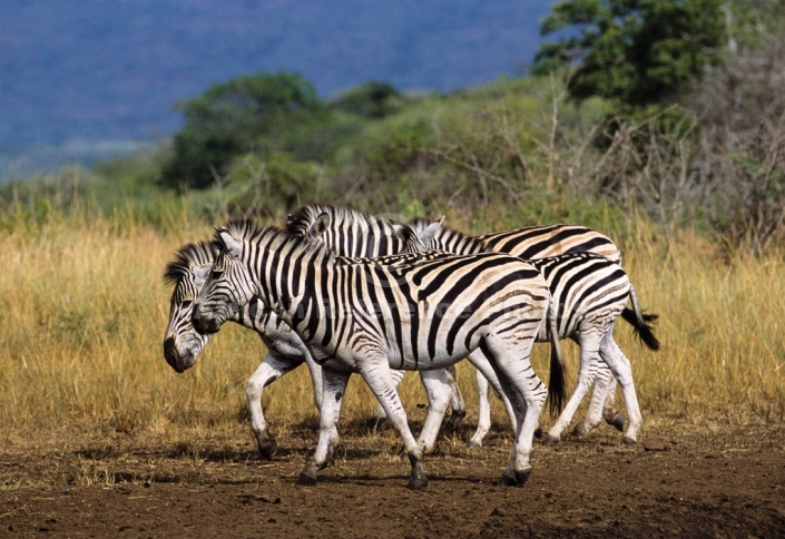 Zebra Group Walking