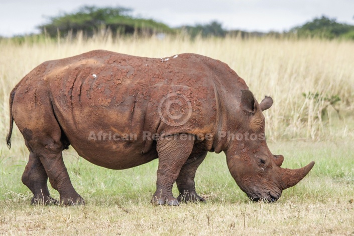 White Rhino in Profile