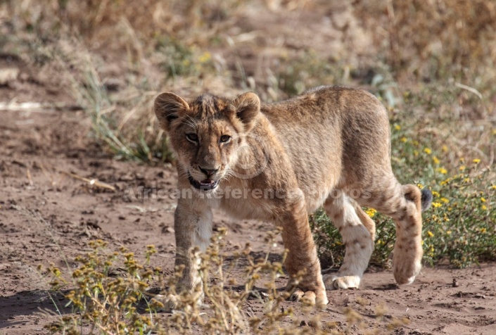 Lion Cub Reference Picture