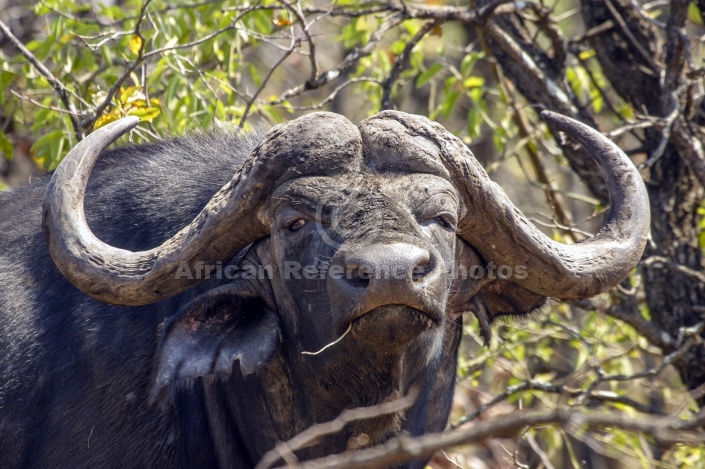 Buffalo Bull