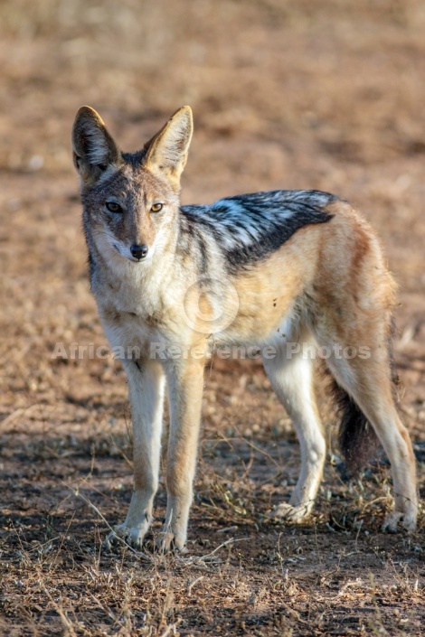 Black-backed Jackal