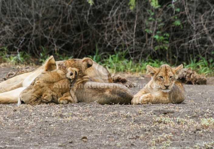 Mother Lion with her cus