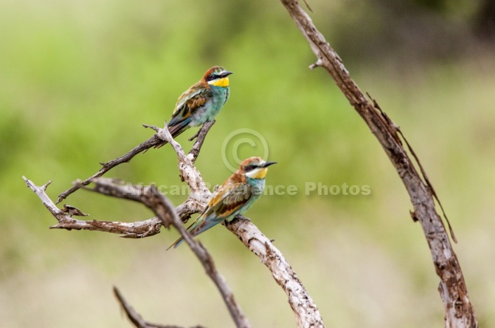 European Bee-eater