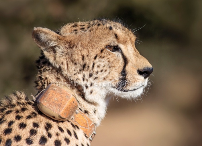 Portrait of Cheetah with Collar