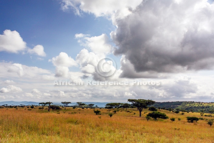 Acacia Tree