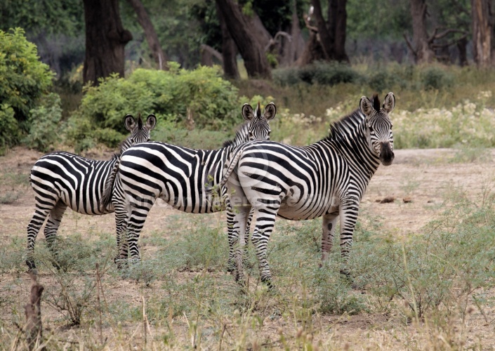 Zebra Trio in Formation