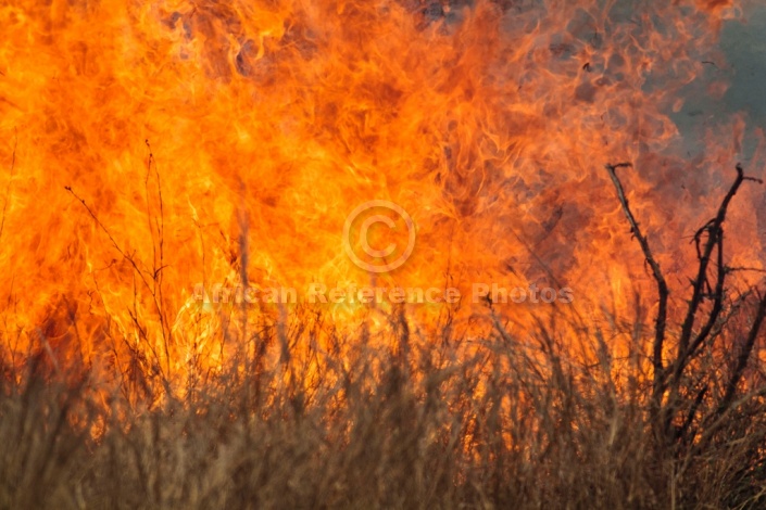 Bush Fire