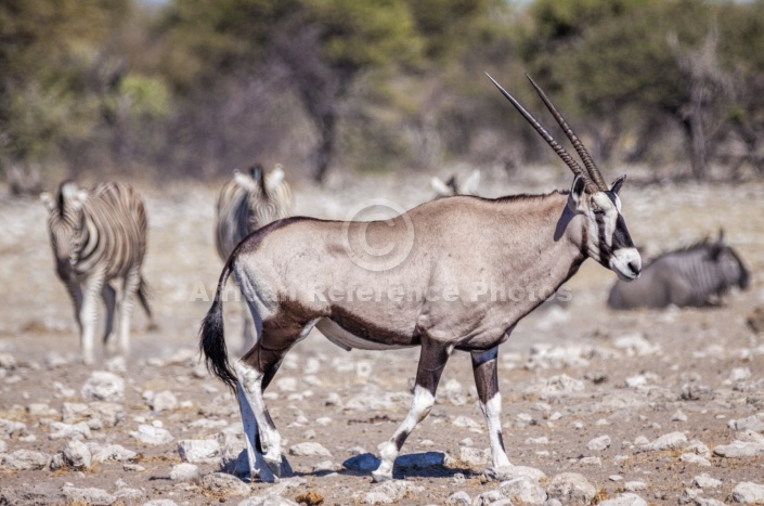 Gemsbok Walking, Profile View