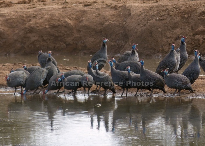 Guineafowls at waterhole