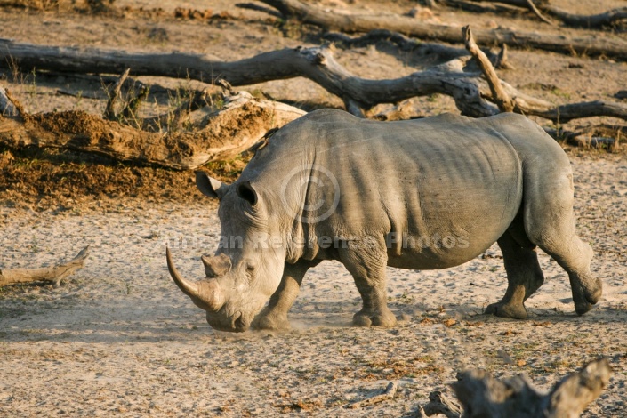 White or Square-Lipped Rhinoceros