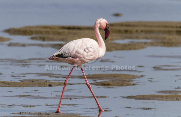 Lesser Flamingo in Shallows