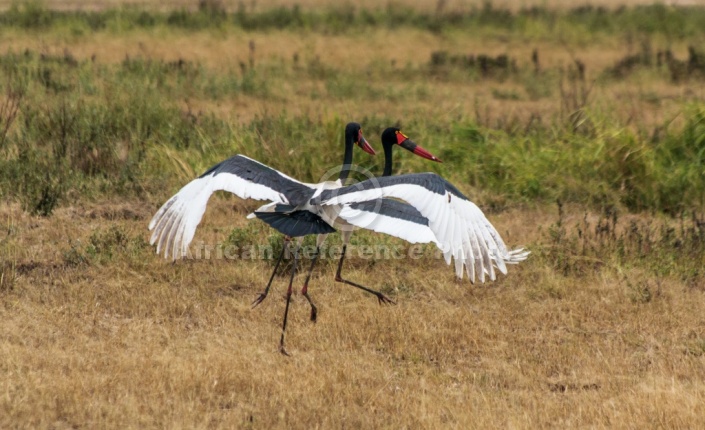 Saddle-billed Stork