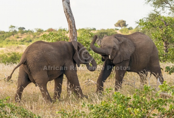 Young Elephants Sparring