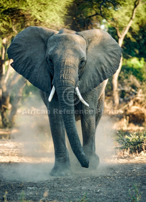 Elephant in Threat Display