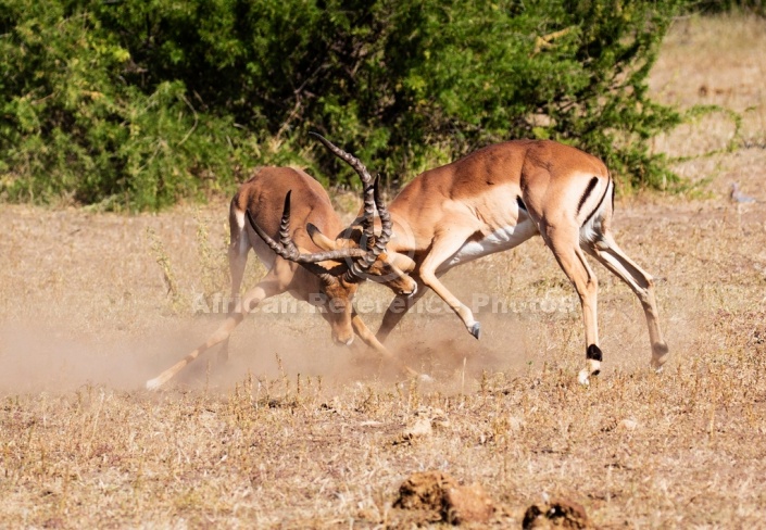 Impala Males Clashing Horns