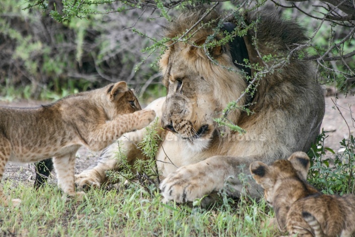 Lion Cub Reaching out to Male Lion