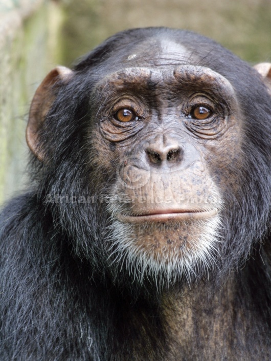 Captive Chimpanzee