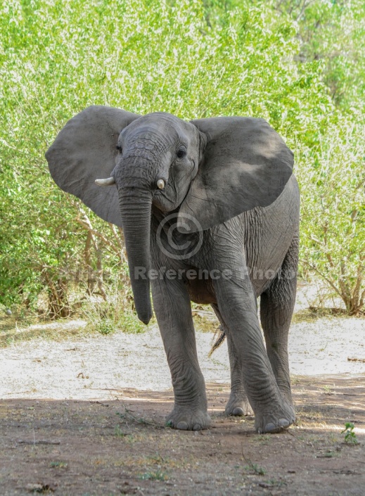 African Elephant with Head Hight