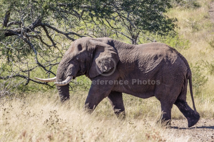 African Elephant Bull