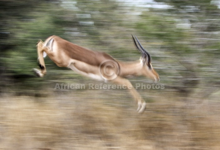 Impala Ram Leaping