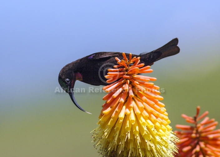 Amethyst Sunbird on Red Hot Poker