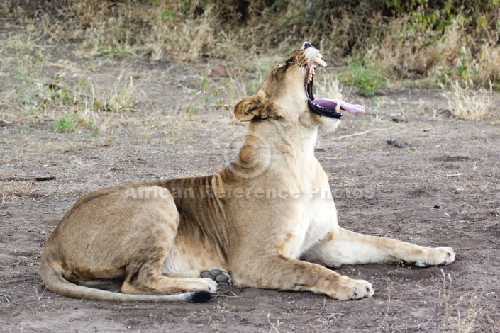 Lioness Yawning, Full Figure