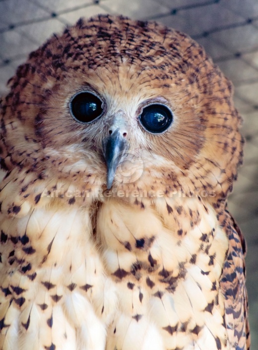 Pel's fishing owl