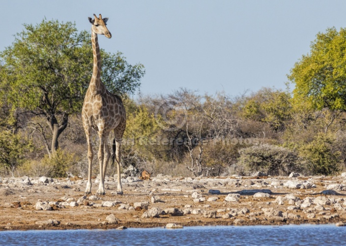 Giraffe at Waterhole