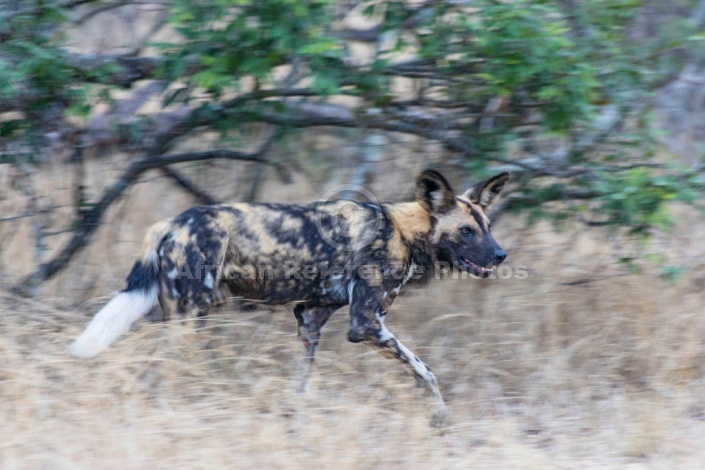 Wild Dog art reference image