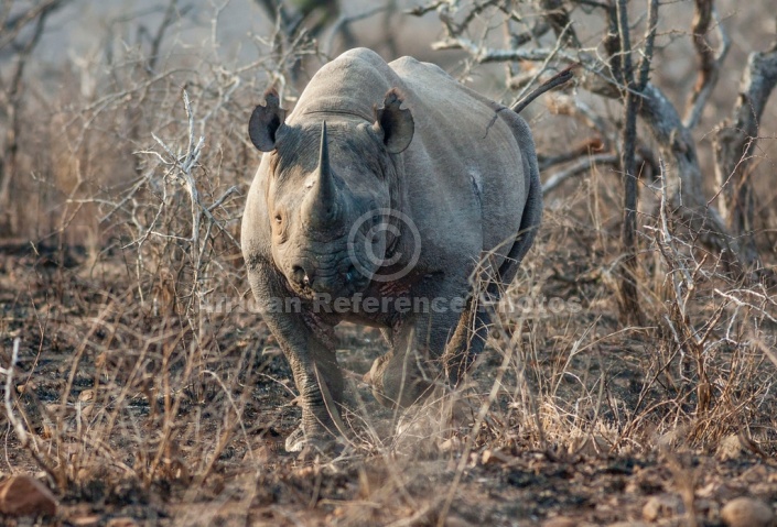 Black Rhino