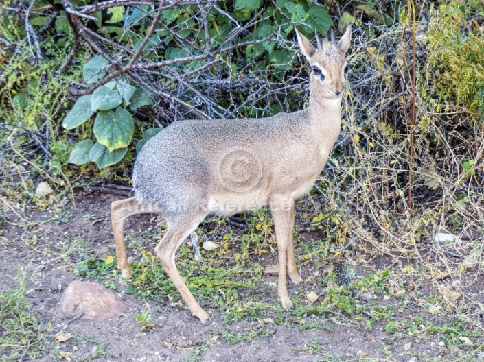 Male Damara Dik-Dik