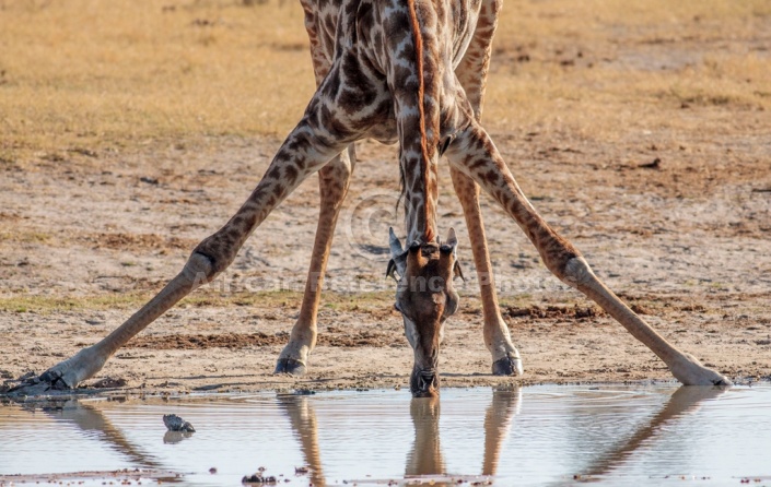 Giraffe Drinking, Close-up