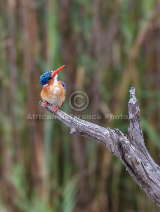 Tiny Malachite Kingfisher Looking Up