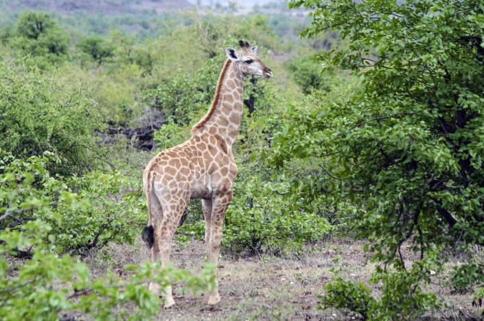 Giraffe Youngster