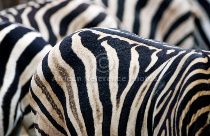 Zebra Torsos, Close-up