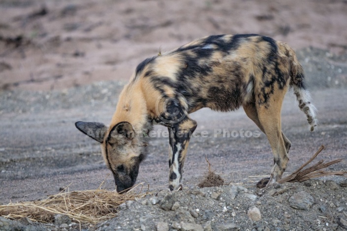 Wild Dog