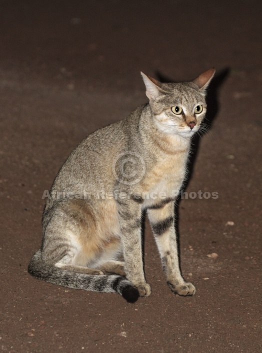 African Wild Cat