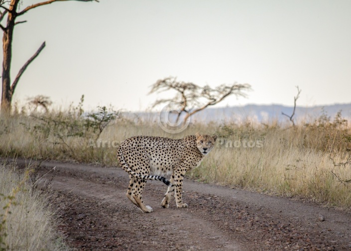 Male Cheetah at Dusk