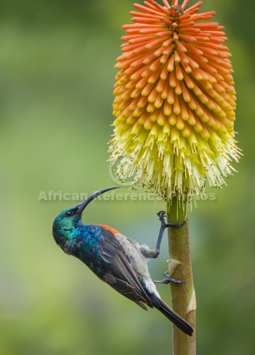 Southern Double-collared Sunbird on Red Hot Poker