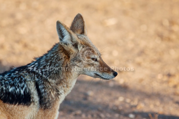 Black-backed Jackal Side View, Close-Up