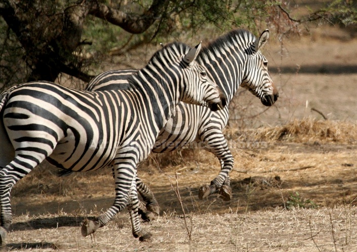 Zebra